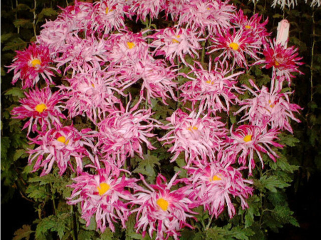 Chrysanthemum morifolium