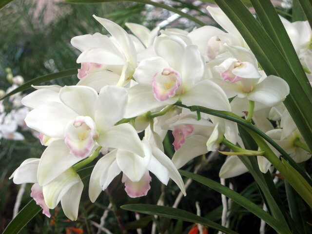 Cymbidium