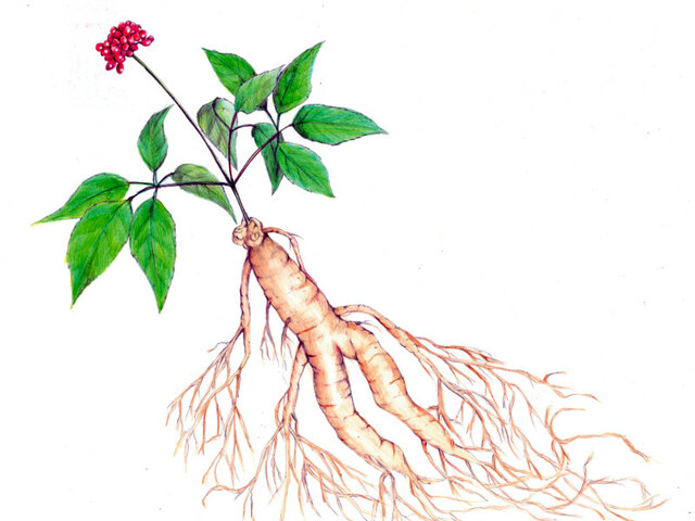 Panax ginseng