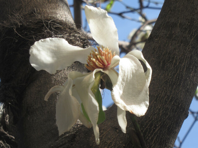 Magnolia kobus