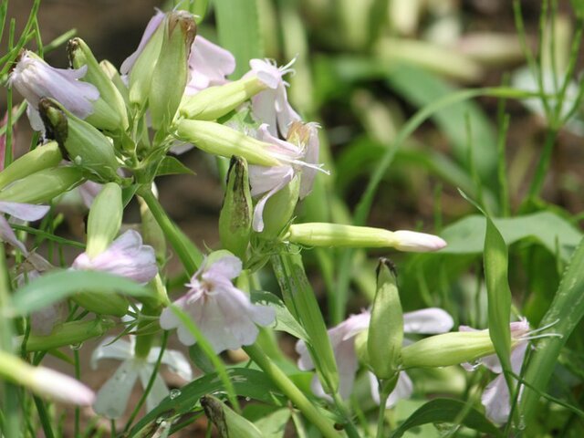 Saponaria officinalis