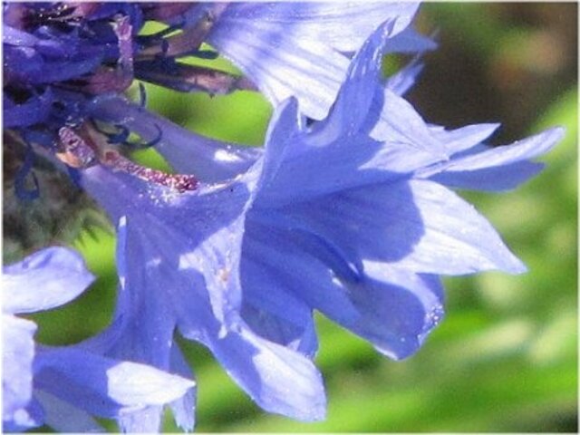 3月1日の誕生花 アンズ プリムラ オブコニカ ヤグルマギク ラッパスイセン Flower Database