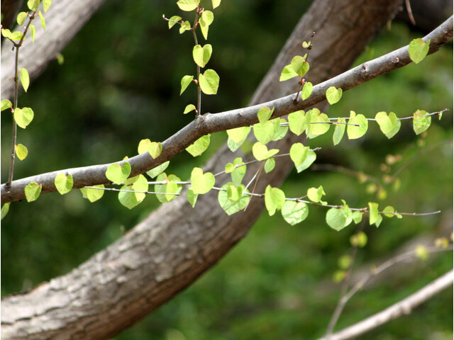 Cercidiphyllum japonicum