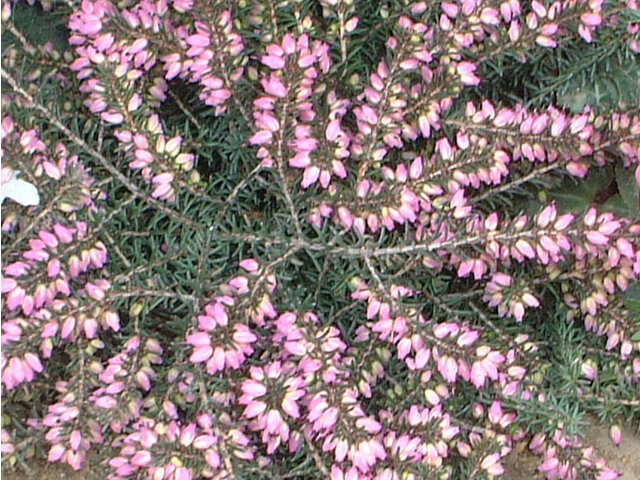 Erica darleyensis