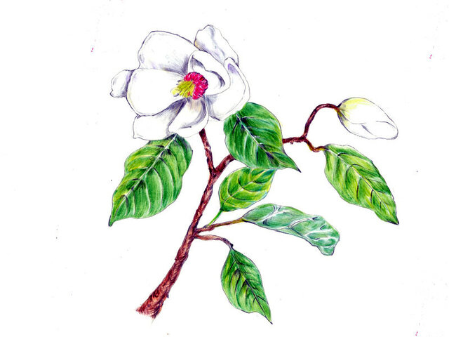 Magnolia sieboldii