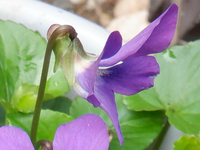 Viola papilionace