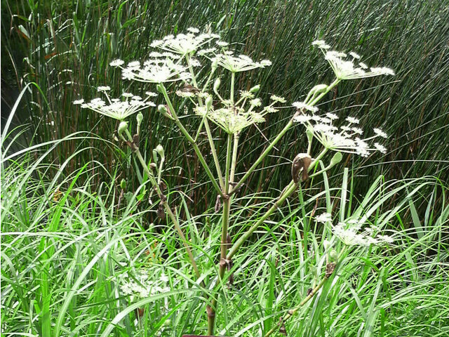 シシウド | Angelica pubescens | かぎけん花図鑑