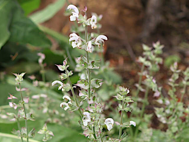 Clary Sage