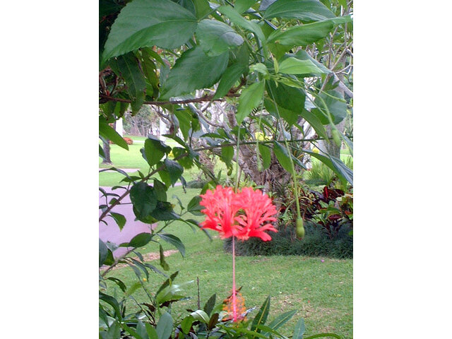 Hibiscus schizopetalus