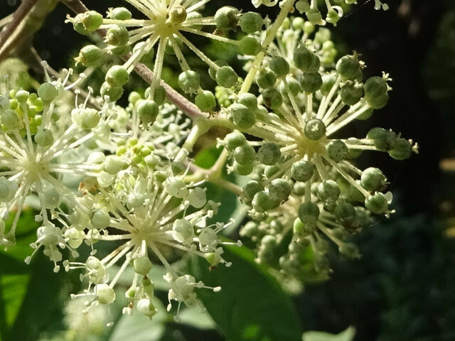 Aralia cordata