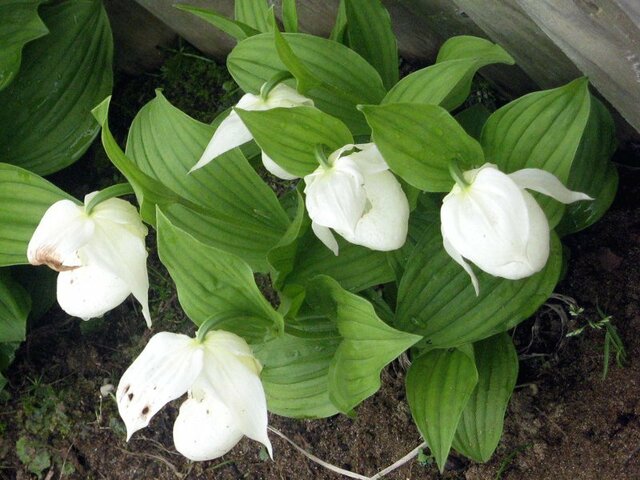 Rebun lady's slipper orchid