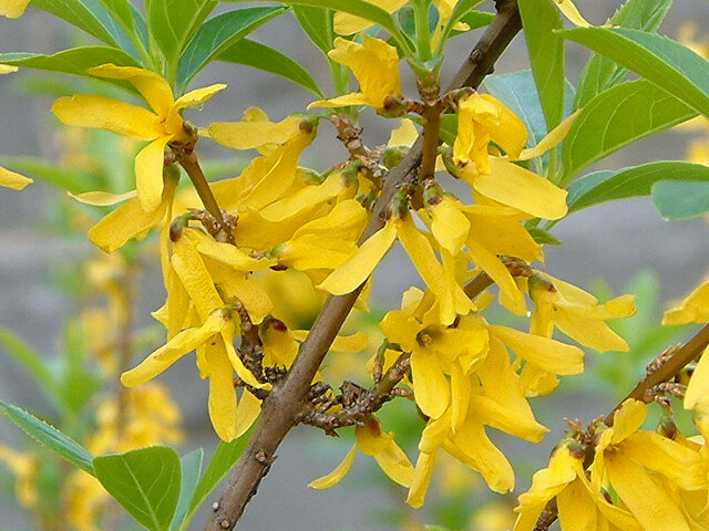 2月12日の誕生花 連翹 アマリリス 狐の孫 猫柳 プリムラ マラコイデス 寄生木 科技研花图画书