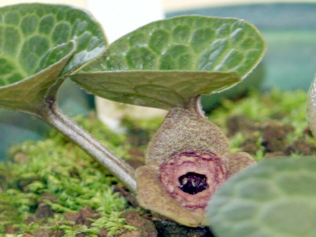 Asarum senkakuinsulare