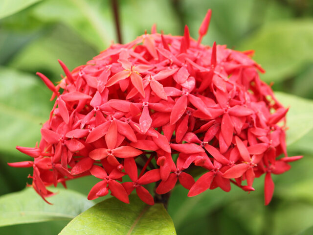 Ixora chinensis