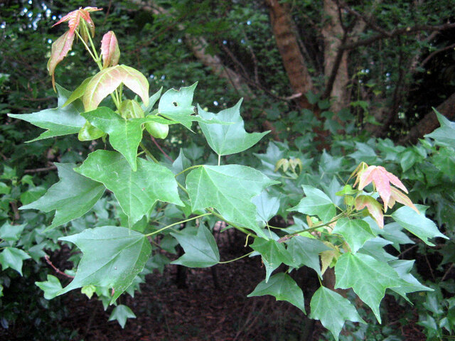 Trident maple