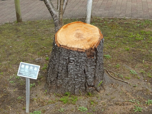 カンザキオオシマ