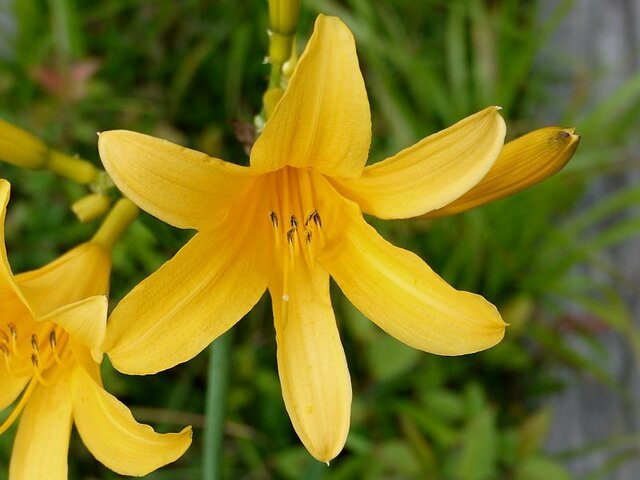 Day lily