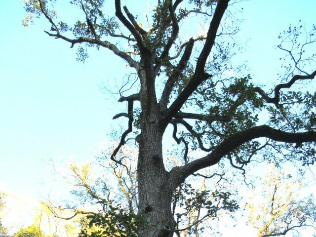 Alnus japonica