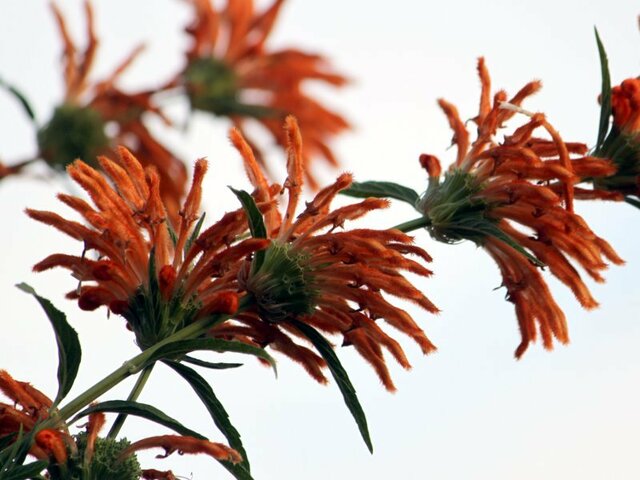 Leonotis