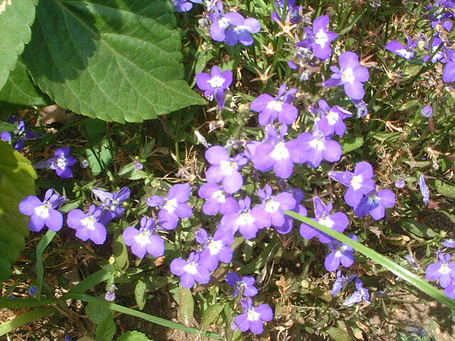 ルリミゾカクシのブログ Flower Database