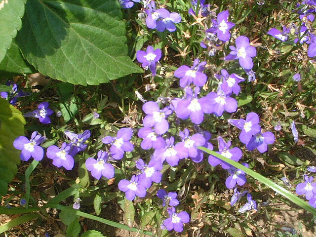 Garden lobelia