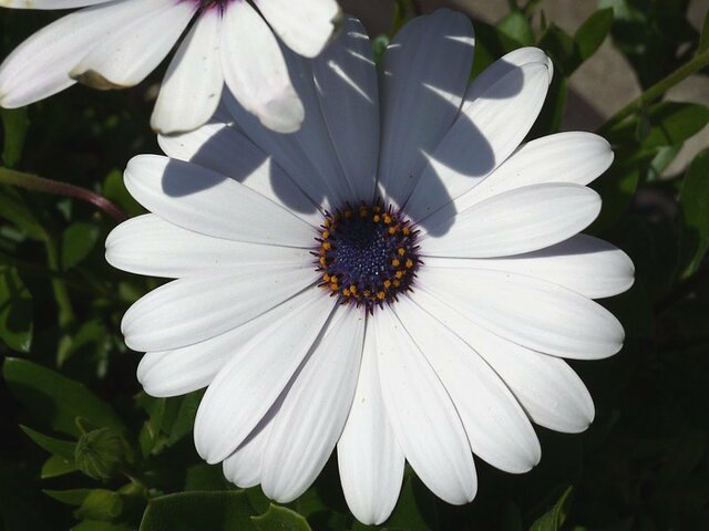 Osteospermum