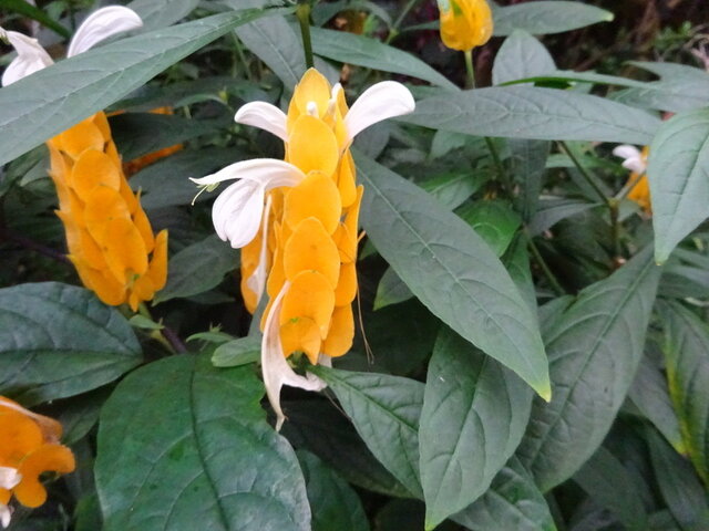 Pachystachys lutea