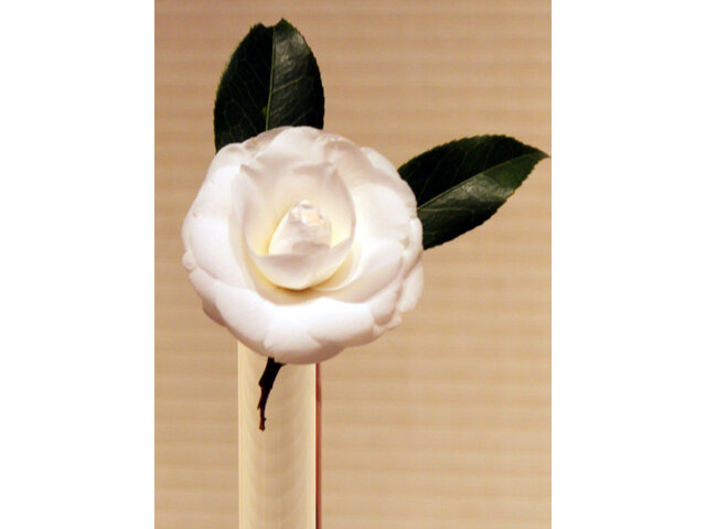 Camellia Alba Plena