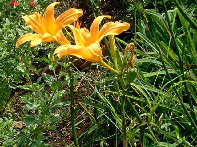 Daylily