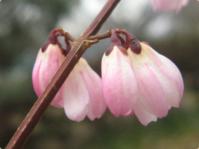 Abeliophyllum distichum