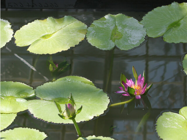 Nymphaea cv. Nang Kwak Pink