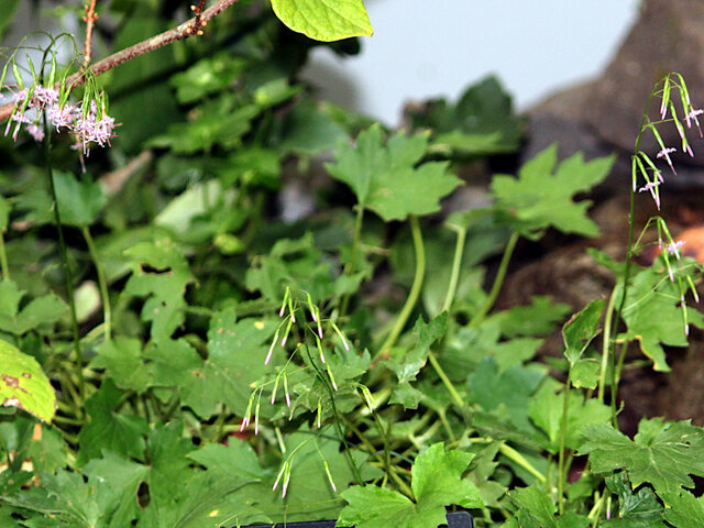 Diaspananthus uniflorus