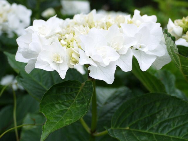 紫陽花特集のブログ 科技研花图画书