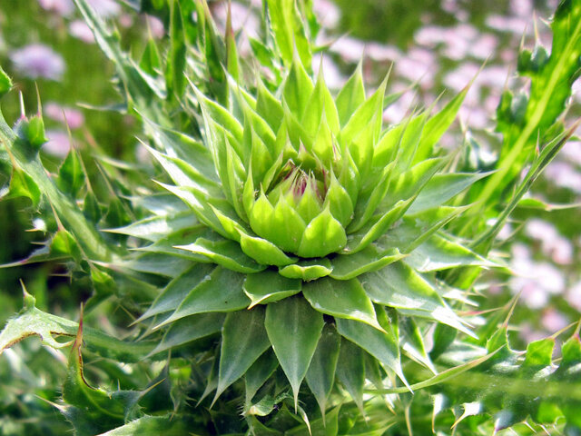 ウの花 かぎけん花図鑑