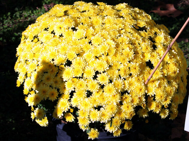 Dome giku (florists’ daisy )