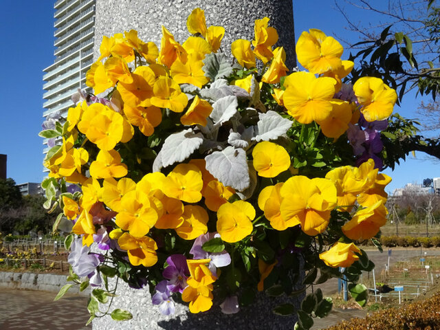 Garden pansy