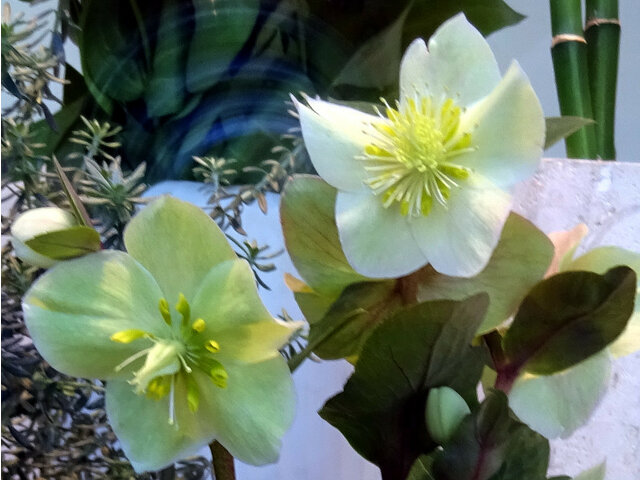 Helleborus niger