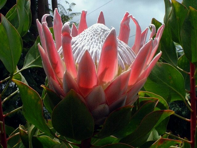 世界の国花南アフリカ共和国 South Africa Za Flower Database