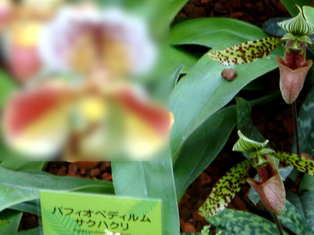 Paphiopedilum ’sukhakulii'