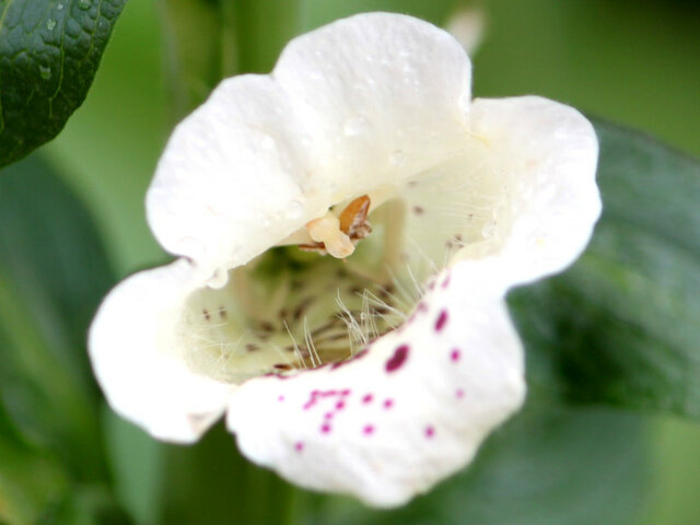 6月13日の誕生花 ジギタリス Flower Database