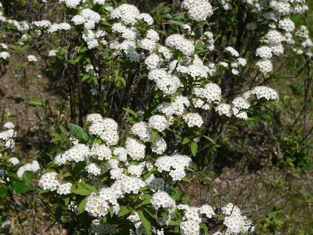 Reeve's spiraea