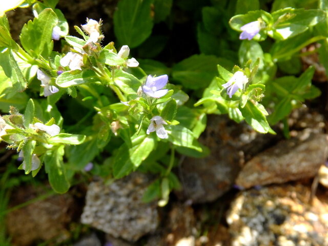 Nepeta subsessilis