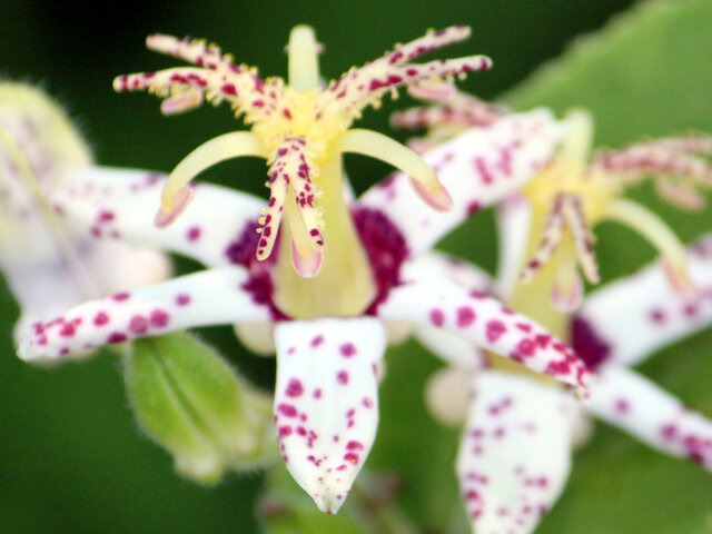 Tricyrtis affinis