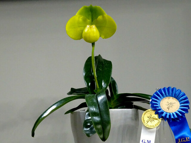 Paph. Emerald Gate 'Green Globe'