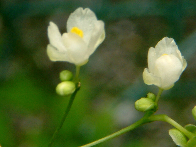 9月的白花 科技研花图画书