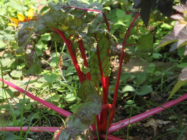 Swiss chard