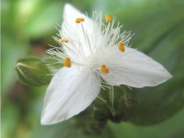 トキワツユクサ Tradescantia Flumiensis かぎけん花図鑑