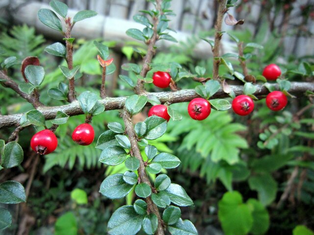 Rock cotoneaster