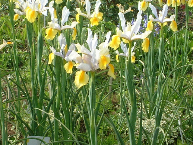 5月に咲く黄色い花