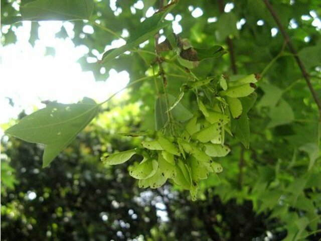 トウカエデ Acer Buergerianum かぎけん花図鑑